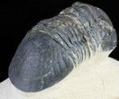 Bargain, Paralejurus Trilobite Fossil - Morocco #53544-4